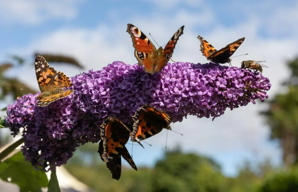 Understanding Pollinators: Butterflies 