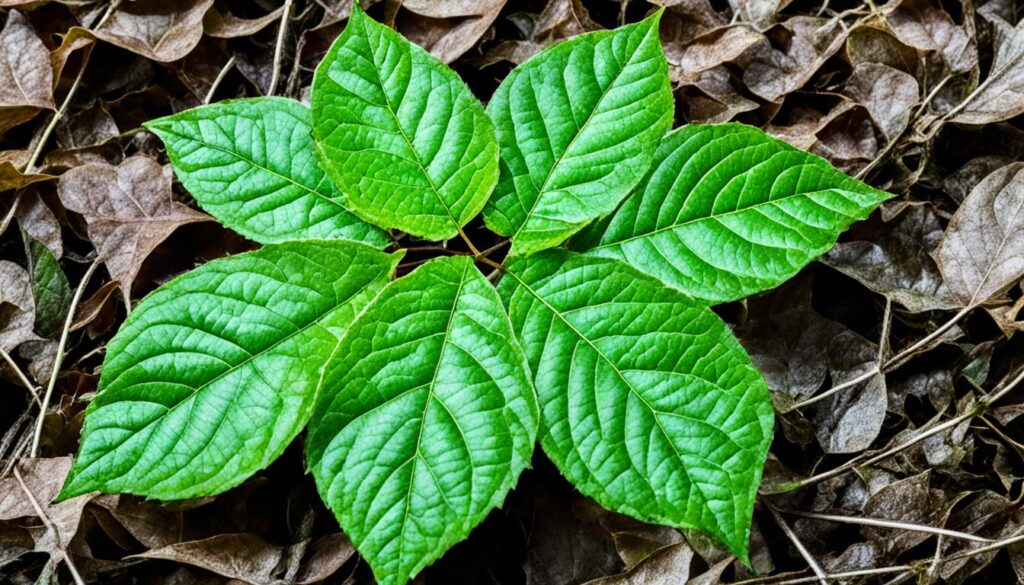 Poison ivy identification