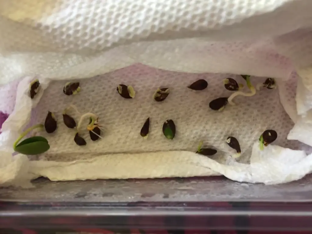 Preparing Apple Seeds for Planting