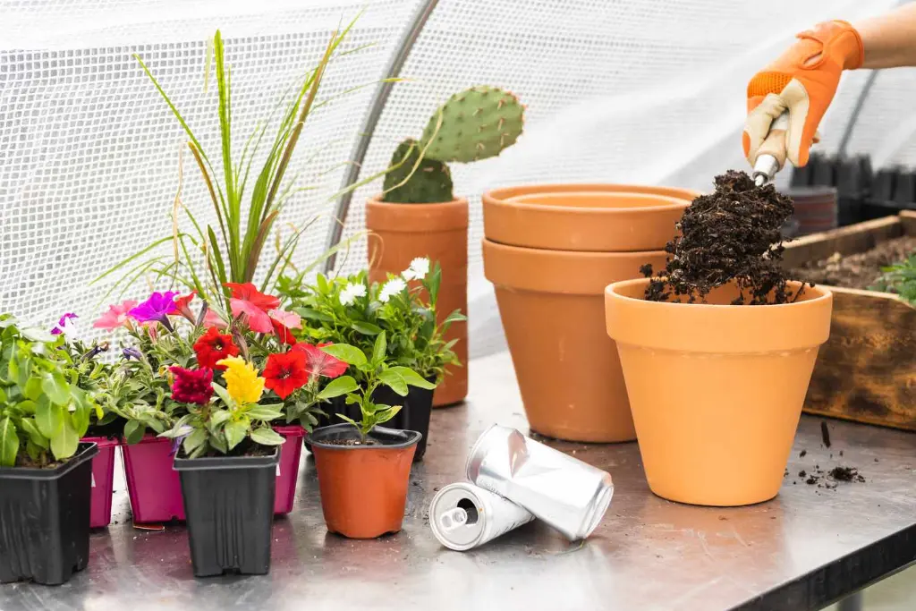 Preparing Clay Pots for Planting