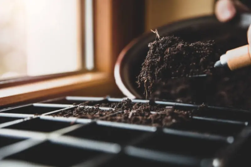 Preparing Seed Trays for Indoor Planting