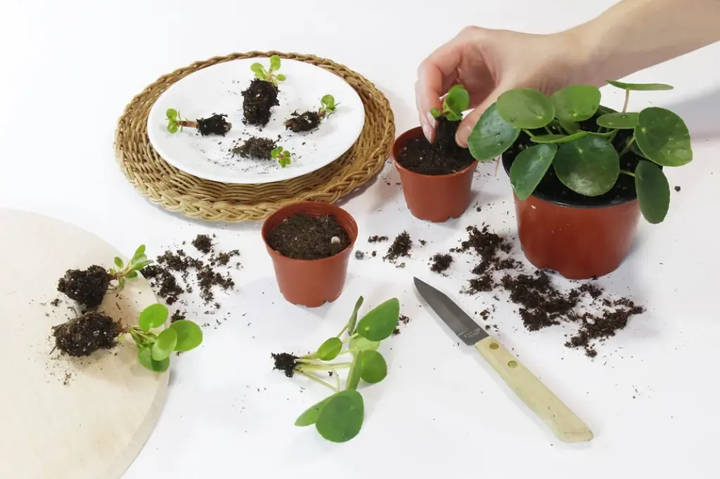 Propagation Pilea plants