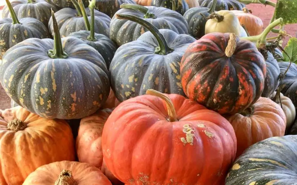 Pumpkin Varieties