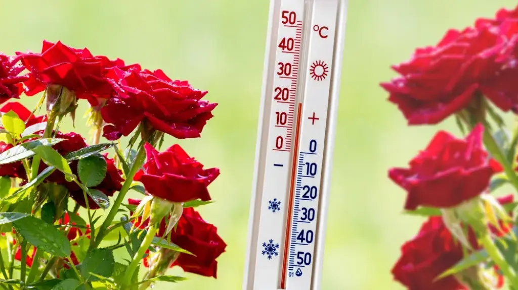 Rose seedlings take root in cold climates, it is important to choose a more resistant variety.