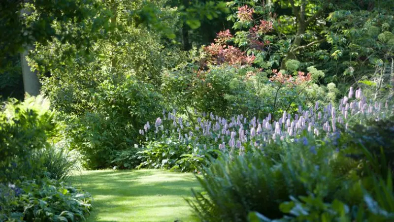 Best Plants for Shade Gardens