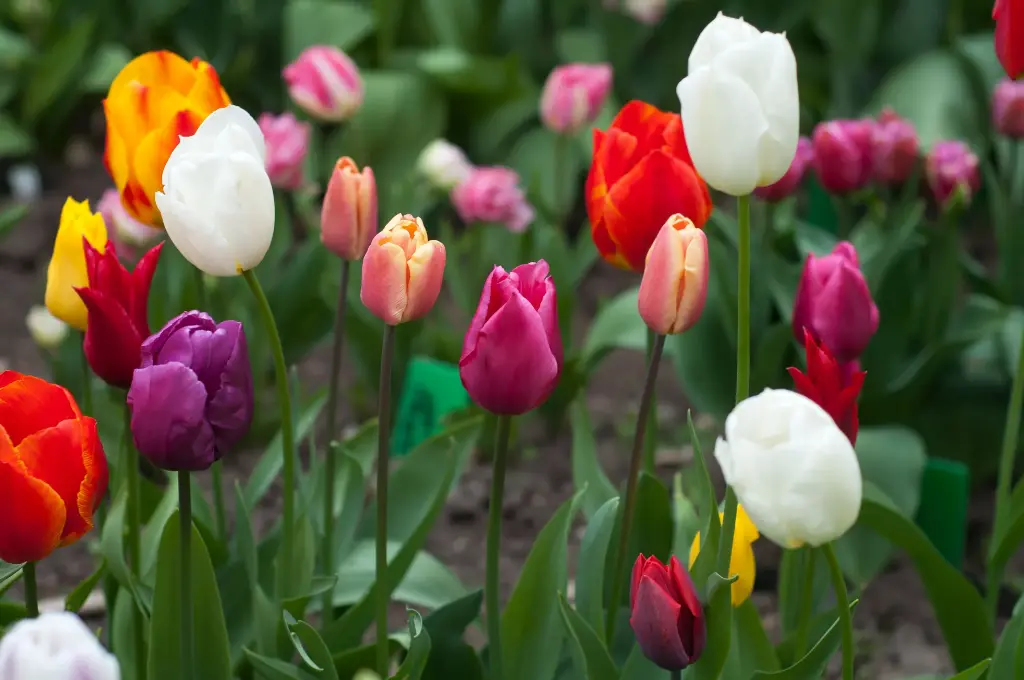 Single Early Tulips