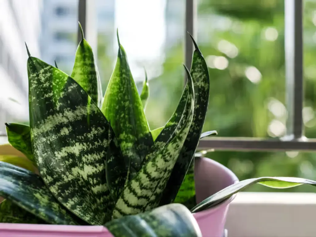 Snake Plant 