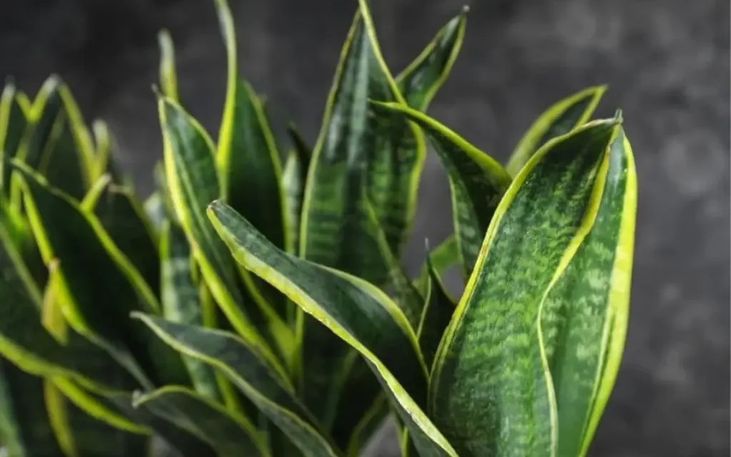 Snake Plant Care Guide