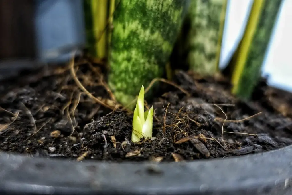 Soil and Fertilization snake plants