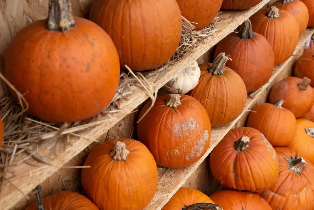 Storing and Preserving Pumpkins