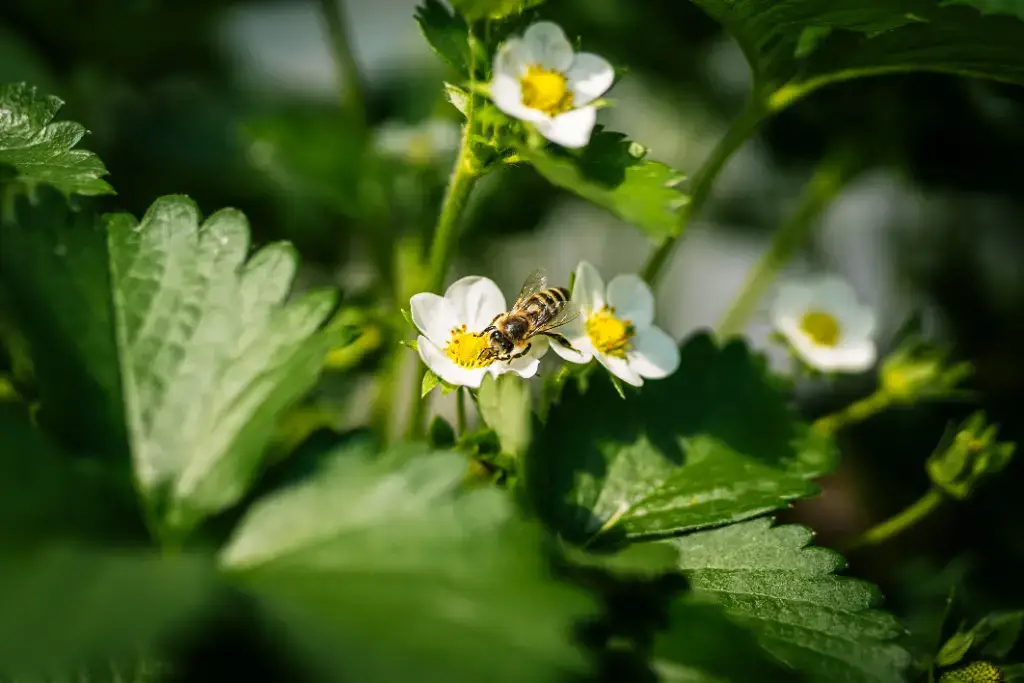 Strawberries are grown from hot regions to the cool middle zone