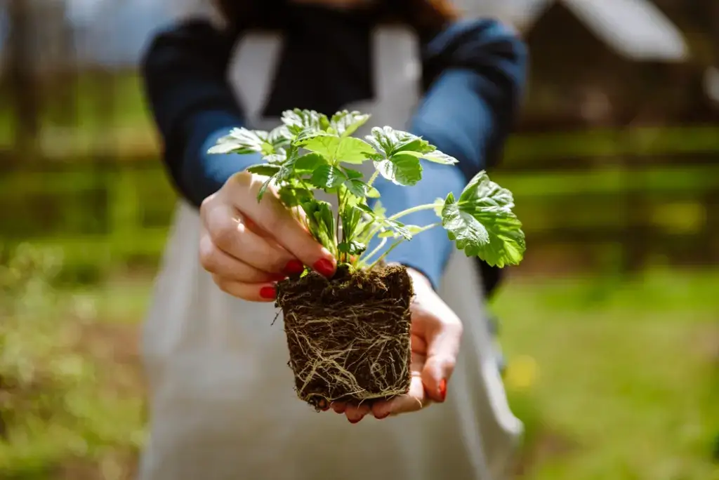 Strawberries can be grown from seedlings or seeds