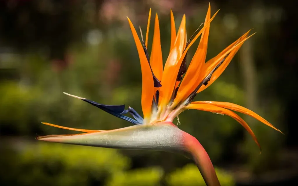 Strelitzia