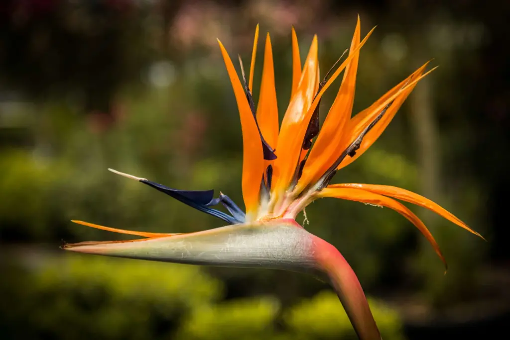 Strelitzia