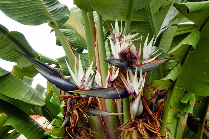 Strelitzia: An exotic plant with easy care