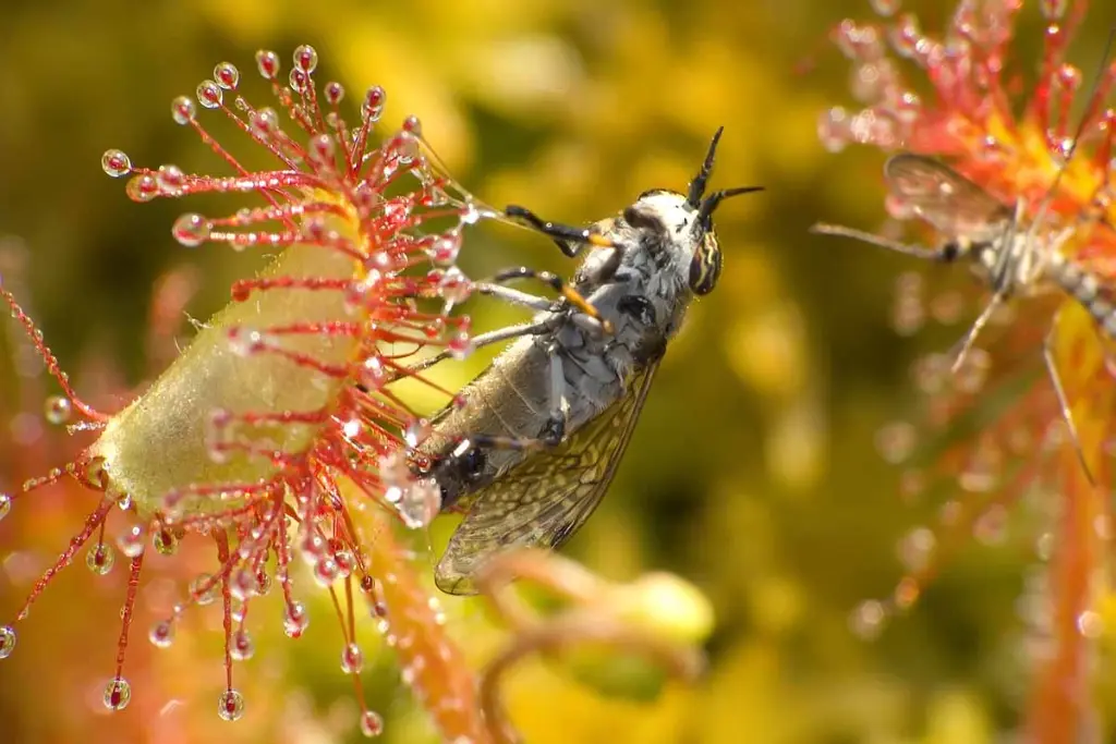 Sundews (Drosera)