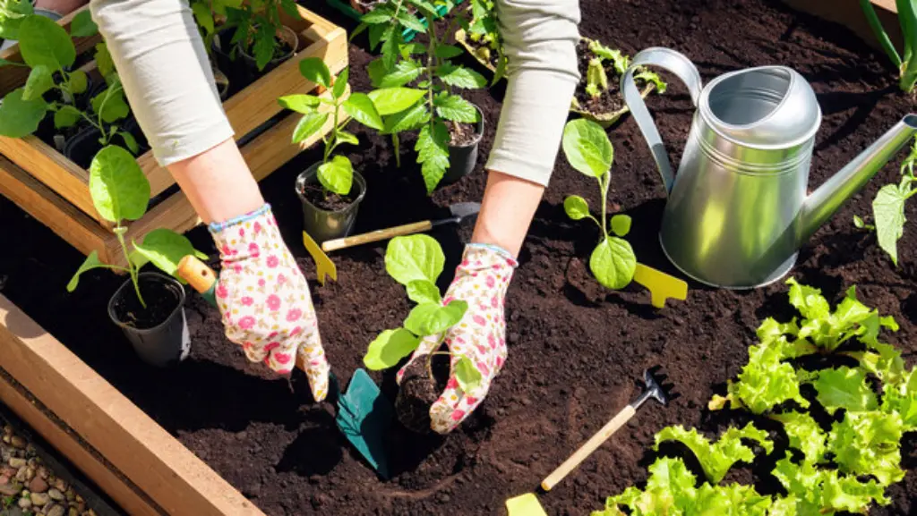 Practical Tips for Sustainable Gardening