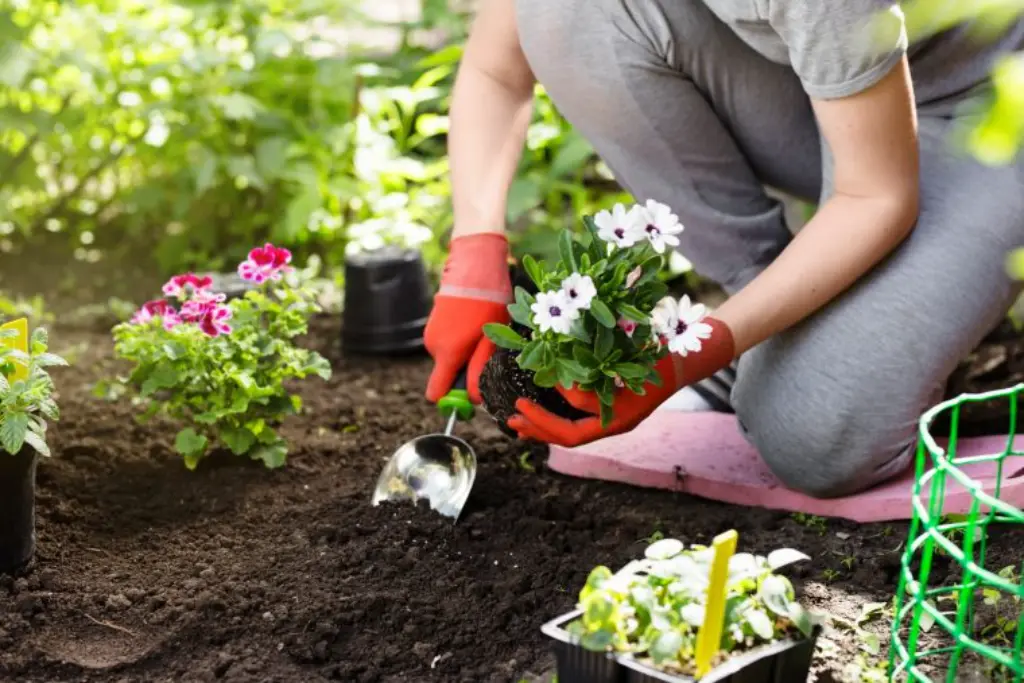 Sustainable Gardening-native plants