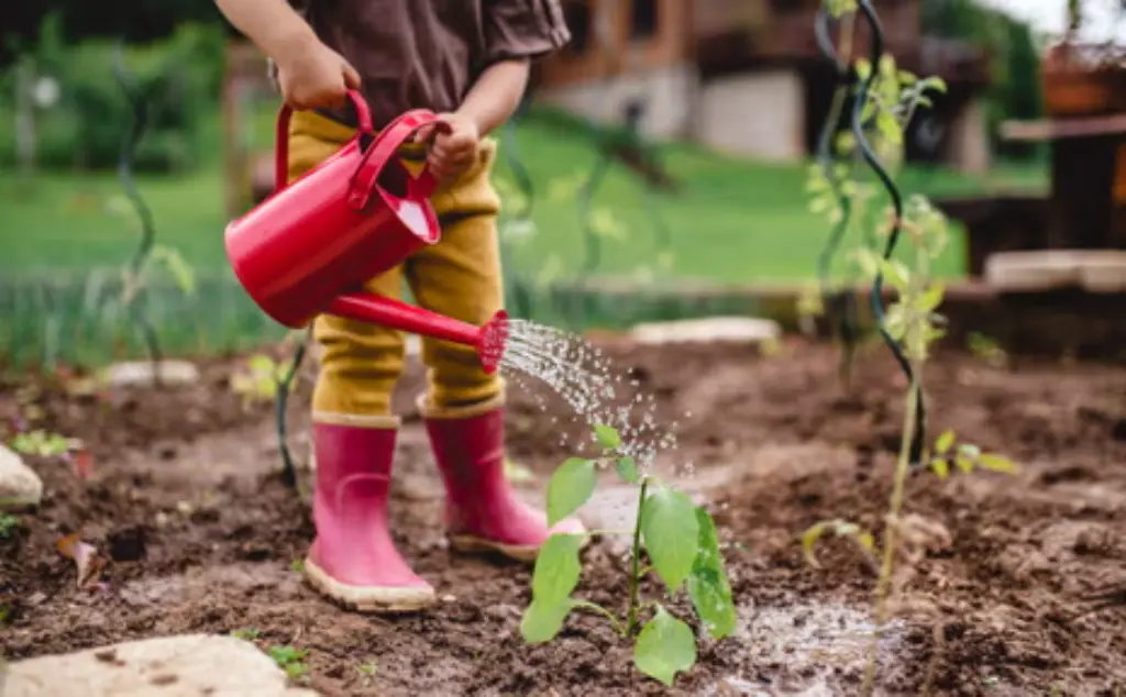 Sustainable Gardening