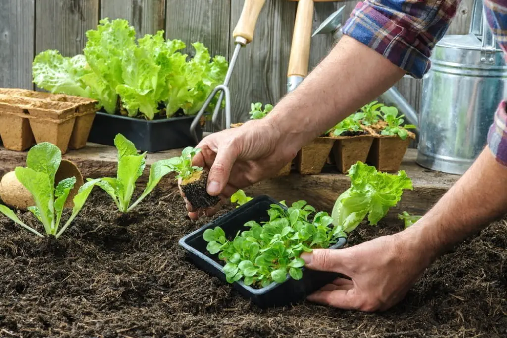 Sustainable Gardening