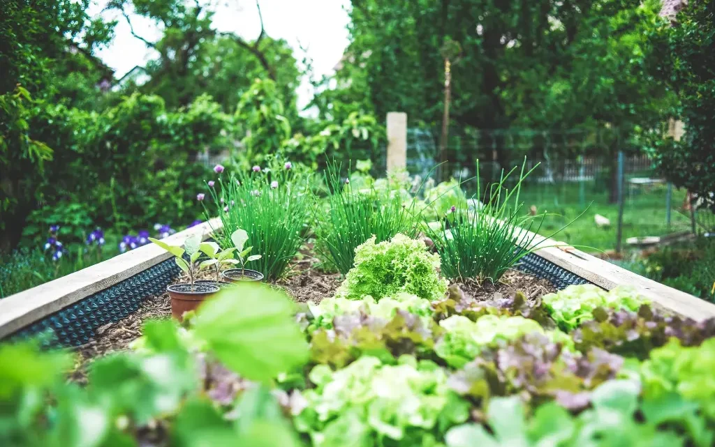 Sustainable Gardening Techniques and Benefits