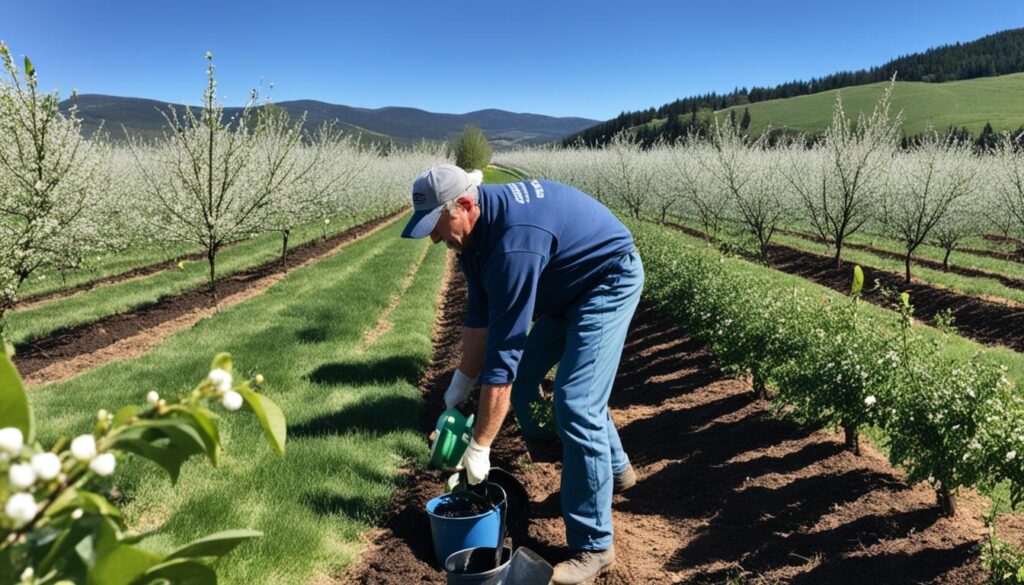 Tart cherry tree cultivation