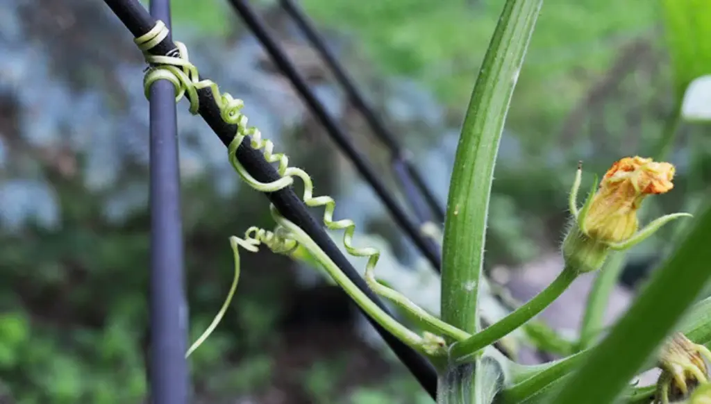 Tendrils and Leaf Climbers