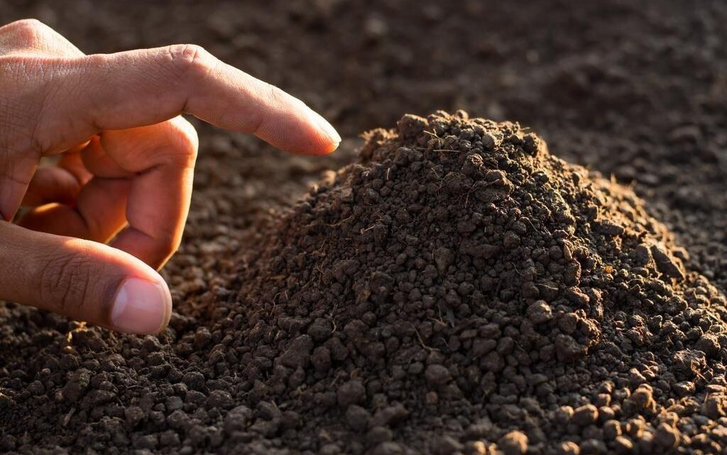 The Importance of Soil Quality in Plant Growing