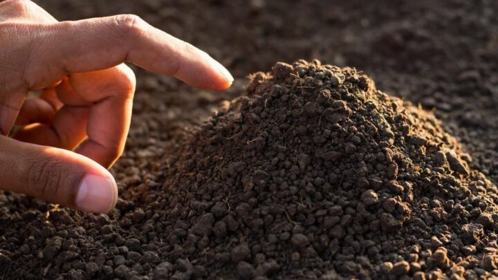 The Importance of Soil Quality in Plant Growing