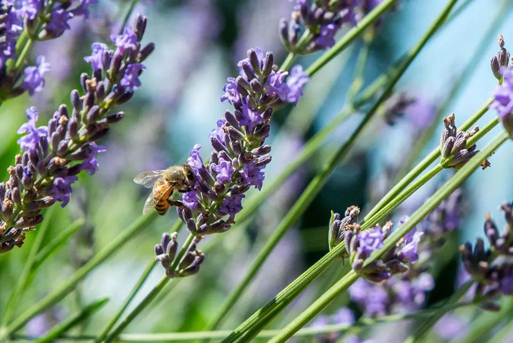 The Ultimate Guide to English Lavender