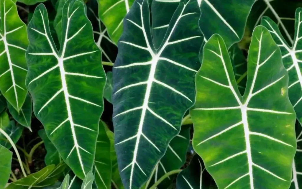 The short Alocasia Amazonica