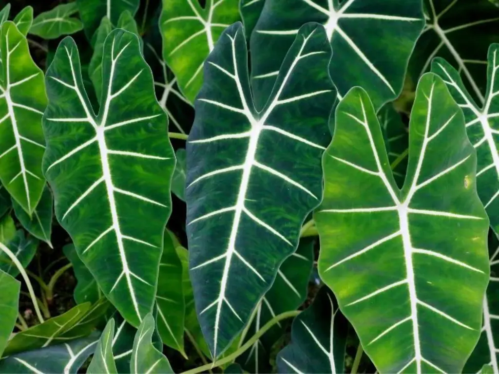 The short Alocasia Amazonica