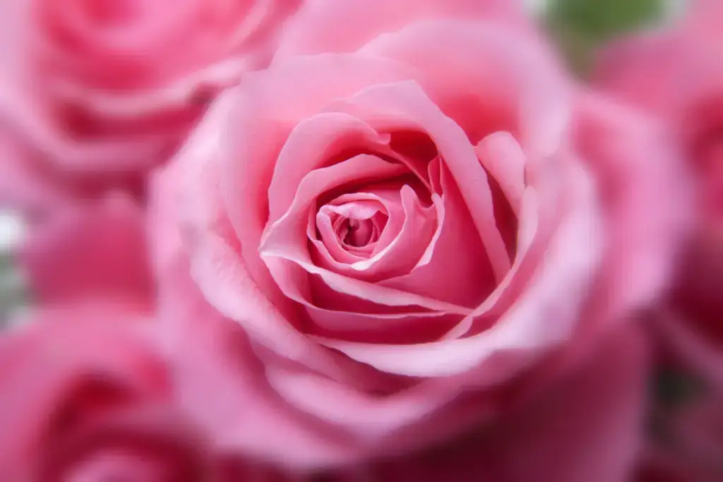 There are several groups or classes of roses, which are divided into varieties