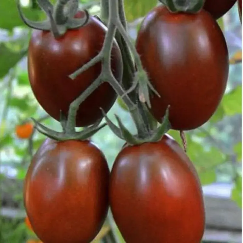 Tomato De Barao black