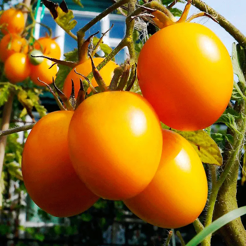 Tomato De Barao golden