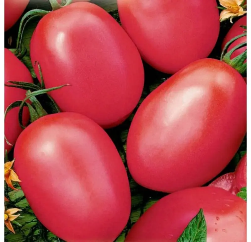 Tomato De Barao pink