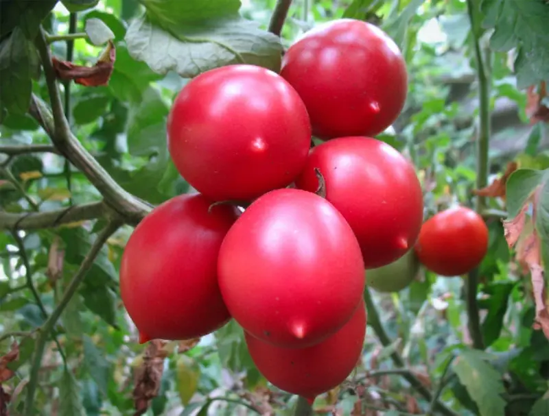 Tomato De Barao red