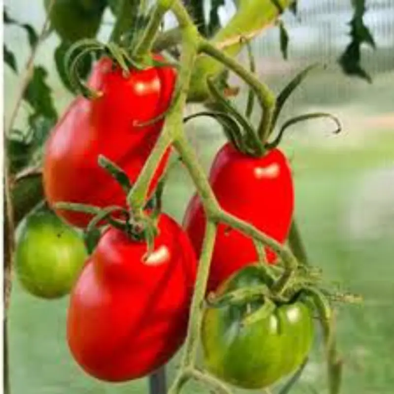 Tomato de Barao royal 1