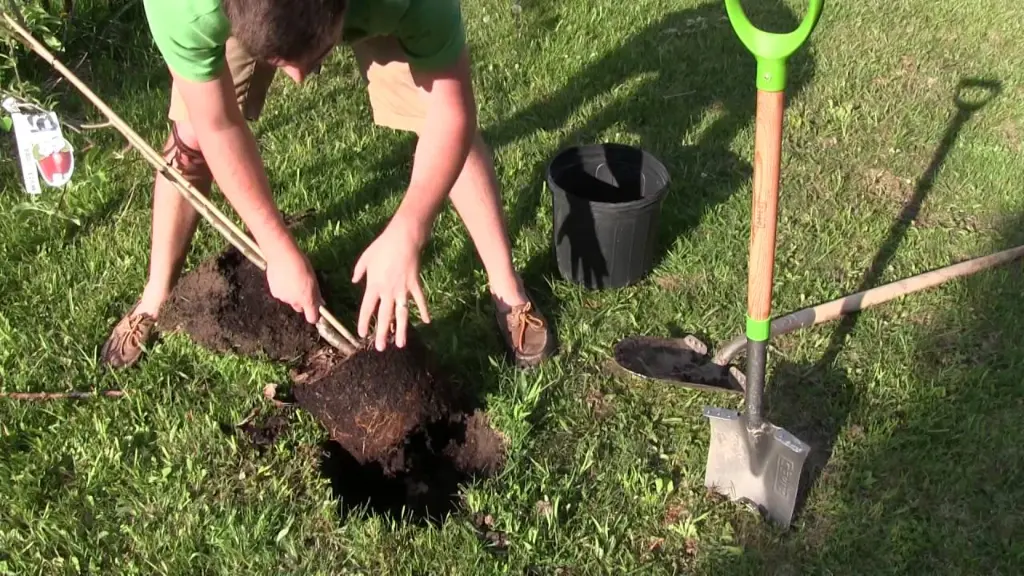 Transplanting Apple Trees