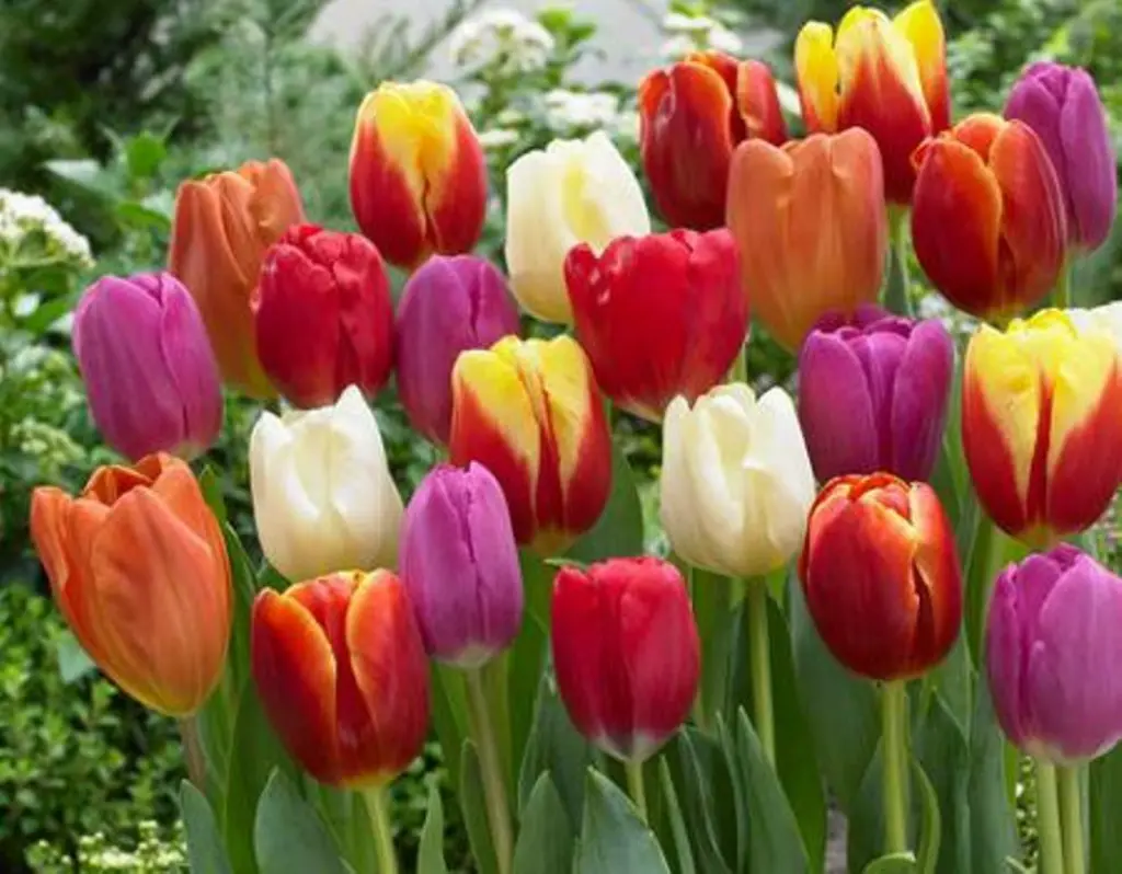 Triumph Tulips