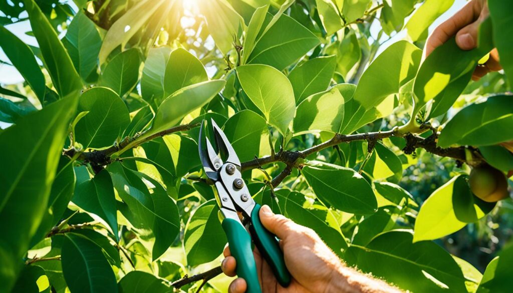 Tropical fruit tree pruning