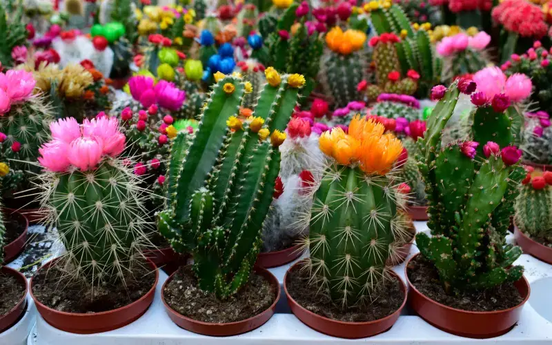 Usually cacti bloom once a year, after a period of hibernation