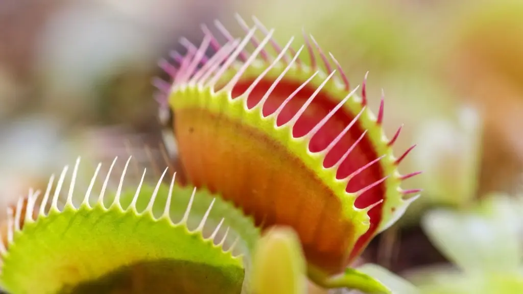 Venus Flytrap (Dionaea muscipula)