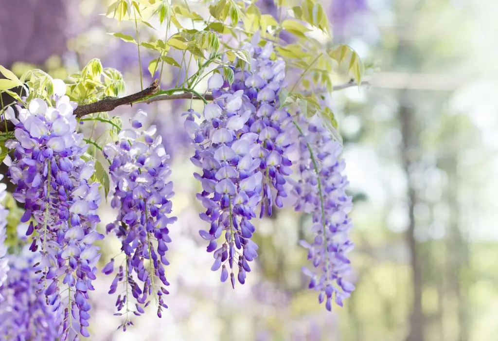 Vines Plants