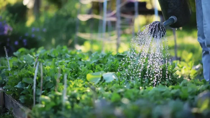 Watering Techniques for a Thriving Garden