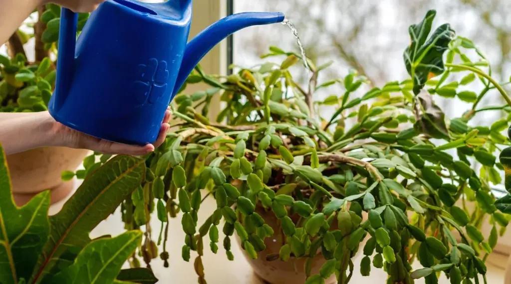 Watering and Fertilizing Christmas Cactus