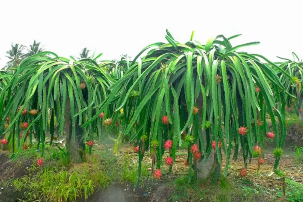 What is Dragon Fruit