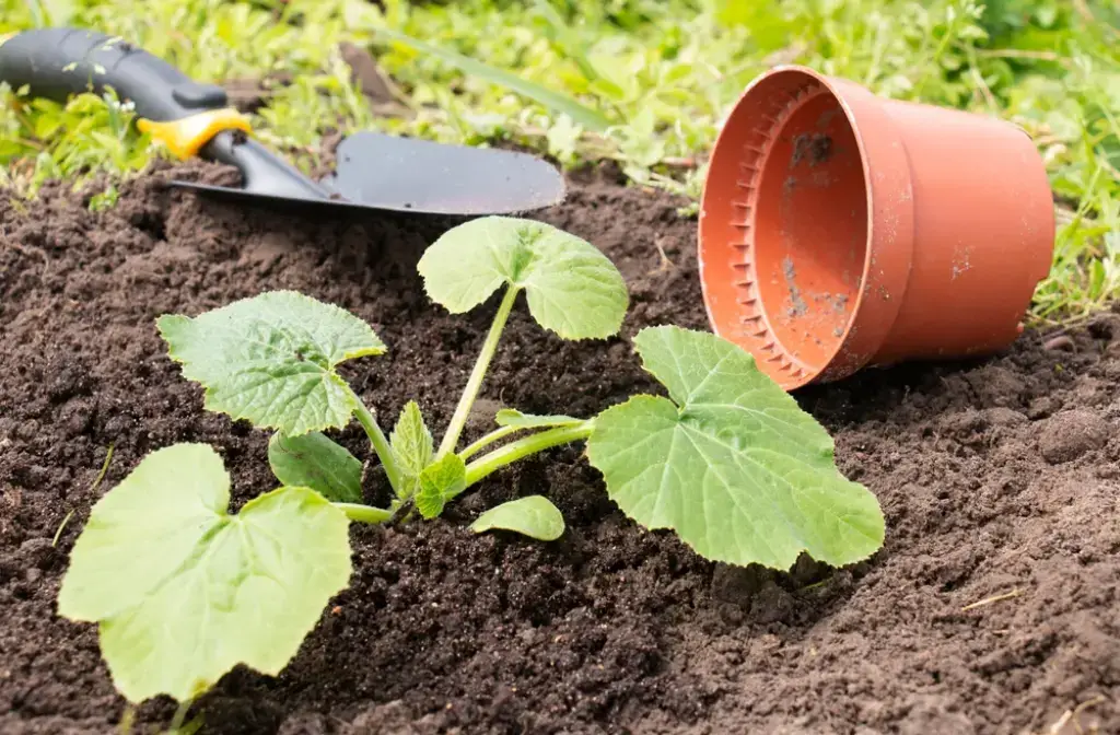 When planting cucumbers, weather conditions and even the phases of the moon are taken into account