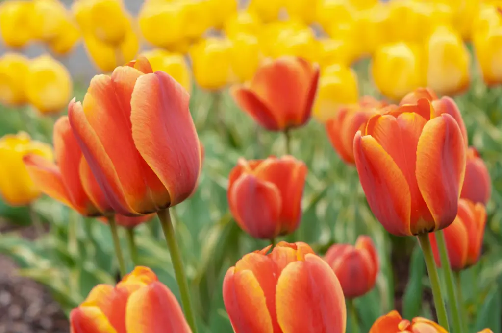 Why Grow Tulips