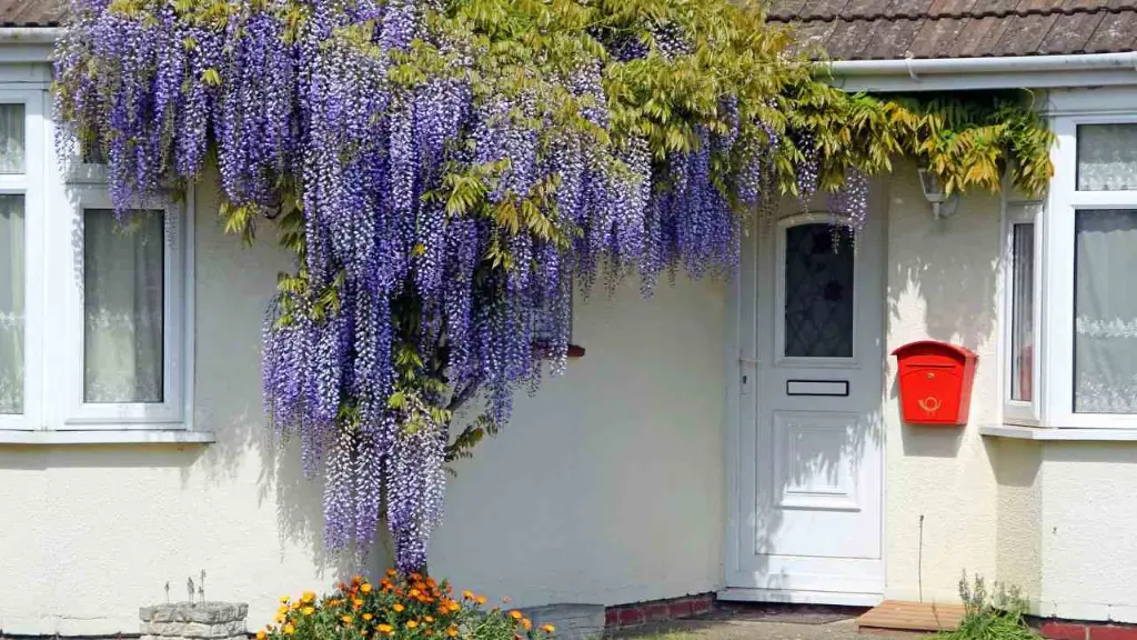 Wisteria (Wisteria spp.)